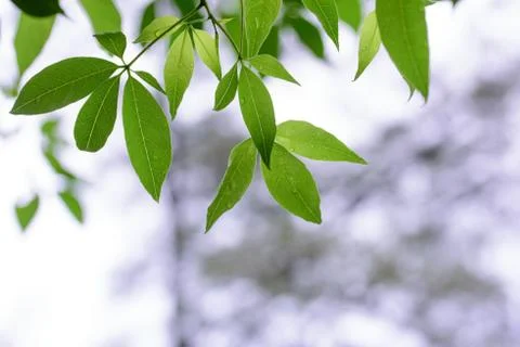 Leaf of tree with raindrop 스톡 사진