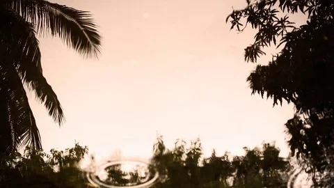 Leaf with tree in reflection surface of the water Stock Footage 70545495