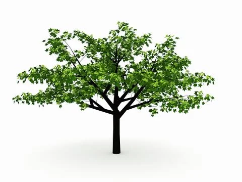Leaf tree rendered isolated on white background Stock Illustration