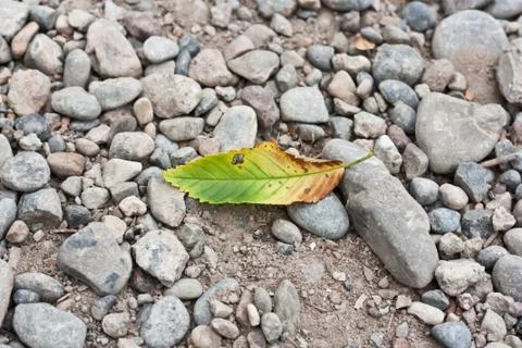 Leaf from a tree on the rocks 写真素材