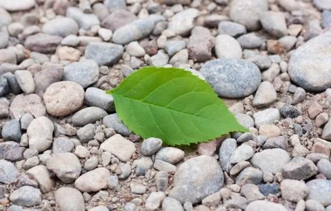 Leaf from a tree on the rocks Stock Photos