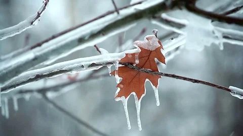 Leaf on a tree snow Stock Footage 75806003