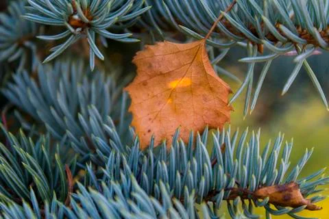 A leaf of a tree in sosonic branches is illuminated by the sun Stock-Fotos
