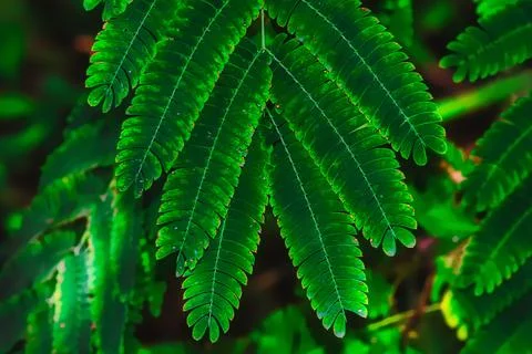 Leaf of tree subtropocal climate. View from front. Stock Photos