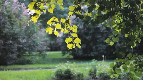 Leaf tree  sun  sunlight ecology 스톡 동영상 109604107