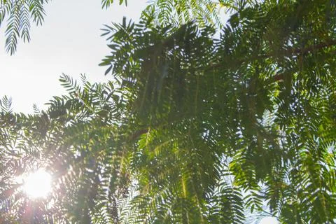 Leaf tree sun sunlight outdoor Stock Photos