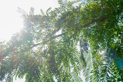 Leaf tree sun sunlight outdoor Stock Photos