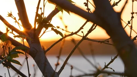 Leaf Tree Sunrise Stock Footage 88712714