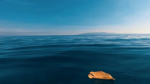 Leaf from a tree on the surface of the sea in calm Stock Footage 130374103