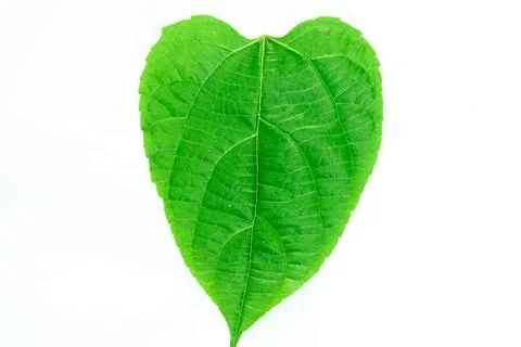 Leaf tree texture Stock Photos