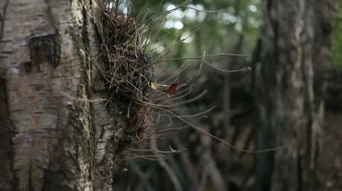 Leaf on tree trunk 02 Stock Footage 22430170