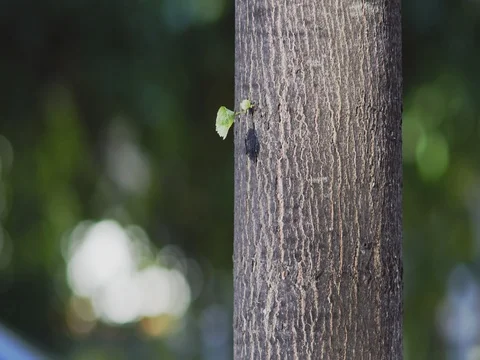 Leaf On Tree Trunk 스톡 동영상 76923805