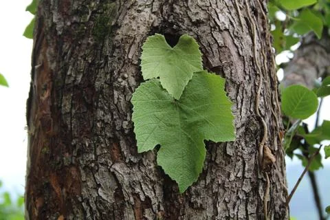 Leaf on tree trunk Stock Photos