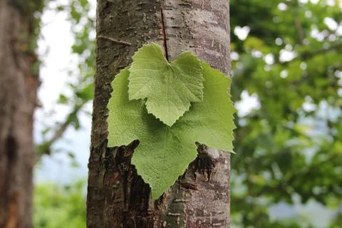 Leaf on tree trunk Stock Photos