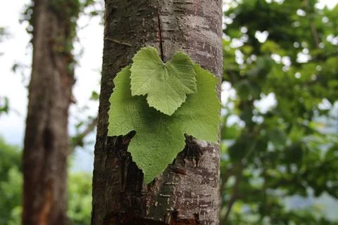 Leaf on tree trunk Stock Photos