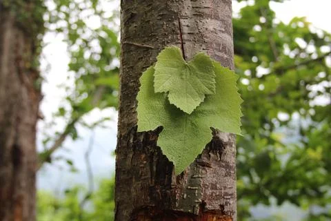 Leaf on tree trunk Stock Photos