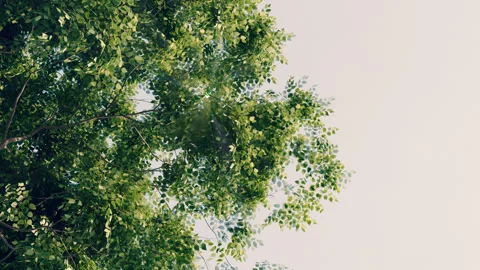 Leaf of tree in the wind. view under a tree at sunset. tree and sky background Stock Footage 301571592