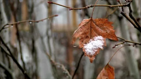 Leaf of the tree in winter Stock-Footage 10608466