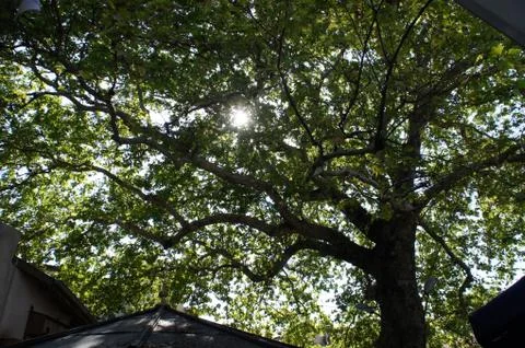 Leaf on the trees Stock Photos