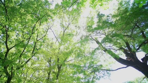 Leaf of trees under the sunlight Stock Footage 69257070