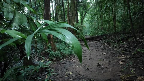 Leaf with tropical forest background Stock Footage 161690660