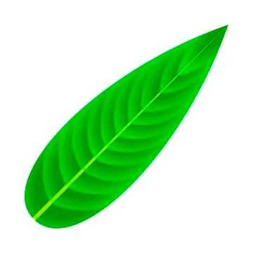 Leaf of tropical plants. Isolated items. Stock Illustration