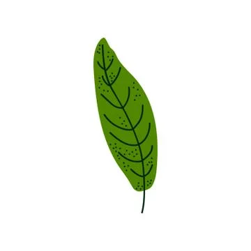 Leaf of Tropical Tree, Botanical Design Element Vector Illustration Illustrazione stock