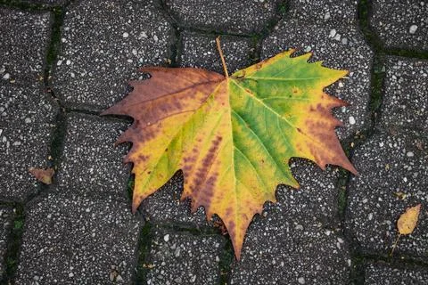 A leaf turning orange on cobblestone backgrounds Stock Photos