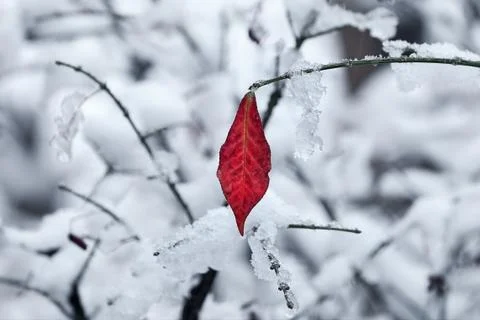 Leaf on the twig covered with snow. Stock Photos