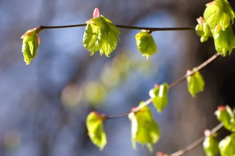 Leaf on twig in early spring time Stock Photos