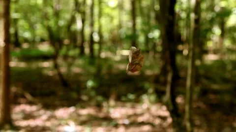 Leaf Twisting in the Wind Vídeo Stock 937457