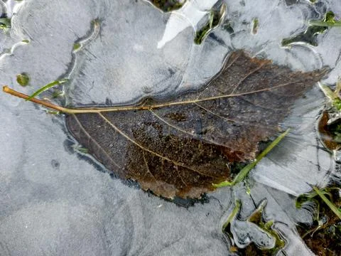 Leaf under the ice in winter Stockfoto's