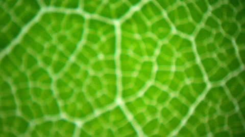Leaf under microscope Видео 33661224