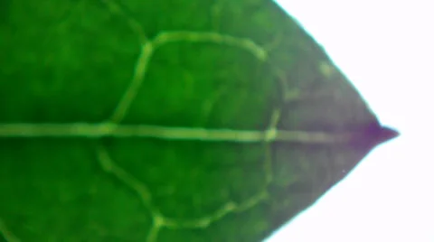 Leaf under microscope Видео 33661241
