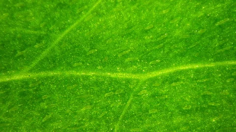 Leaf under microscope Видео 33661284