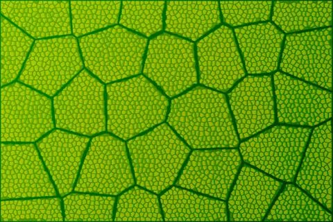 Leaf under microscope イラスト素材