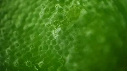 Leaf under microscope, macro videography Stock Footage 165348838