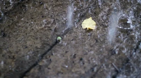 Leaf Under The Rain Closeup Stock Footage 51878900