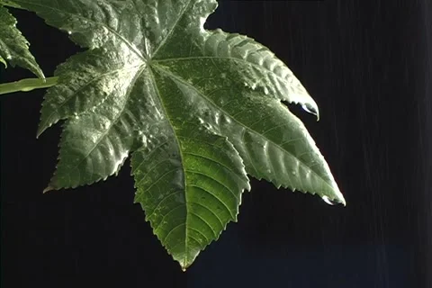 Leaf under storm Stock-Footage 1218075