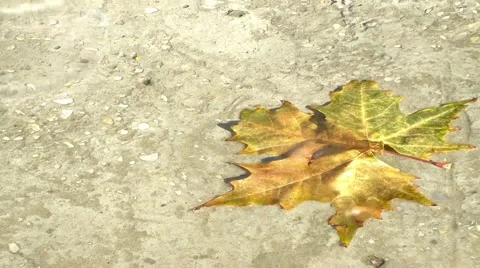 Leaf under water 스톡 동영상 52627606