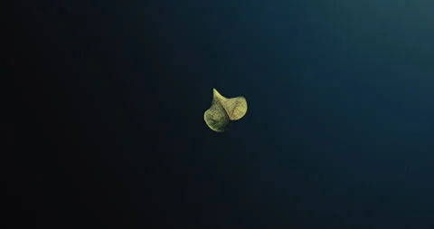 Leaf Underwater in the Ocean Stock Footage 270129298