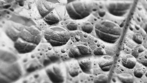 Leaf vascular texture close-up. Smooth rotation. Streaks like blood vessels or v Stock Footage 89068728