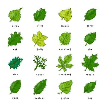 Leaf vector green leaves of trees leafed oak and leafy maple or leafing foliage Stock-Illustration