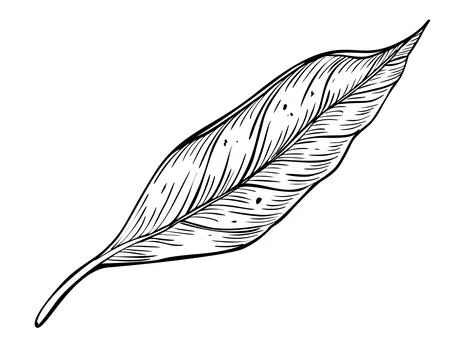 Leaf vector illustration. Hand drawn drawing of plant on isolated background Illustrazione stock