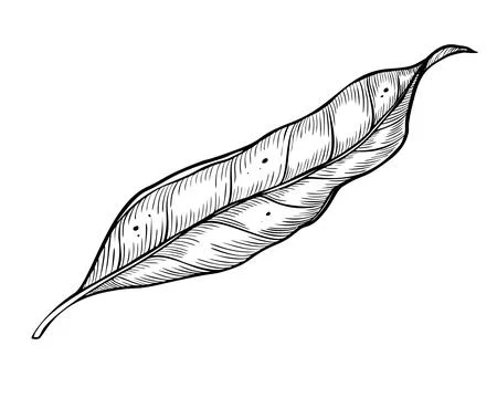 Leaf vector illustration. Hand drawn drawing of plant on isolated background Stock Illustration