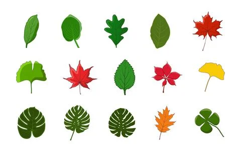 Leaf vector illustration, leaves vector illustration, Leaf vector Stock Illustration