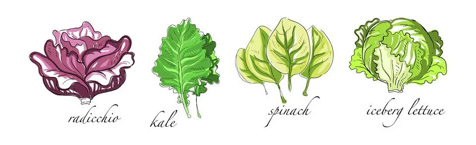 Leaf Vegetable and Herbs with Name Vector Set イラスト素材
