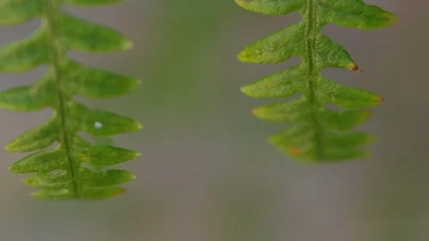 Leaf Vegetable Stock Footage 114570322
