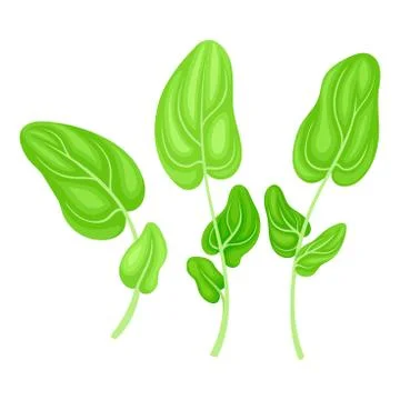 Leaf Vegetable or Salad Greens as Plant with Edible Leaves Vector Illustration イラスト素材
