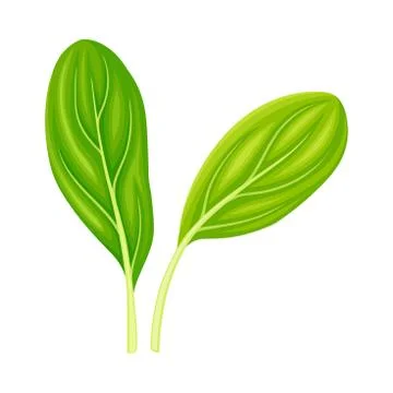 Leaf Vegetable or Salad Greens as Plant with Edible Leaves Vector Illustration イラスト素材